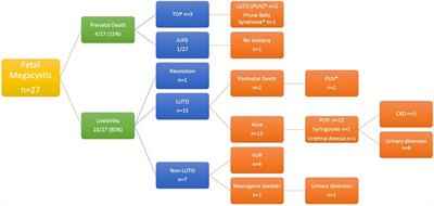 Obstructive or non-obstructive megacystis: a prenatal dilemma
